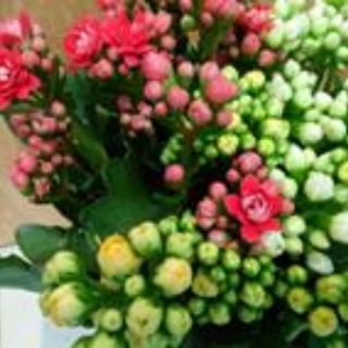# Hoa sống đời_ cây con giống