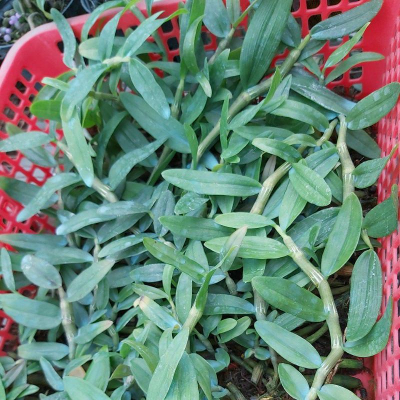 [KIE GIỐNG KHỎE MẠNH ] phi điệp (giả hạc) tím năm 1