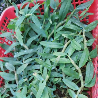 Phi điệp tím năm 1