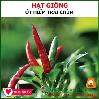 [GIỐNG SAI TRÁI] Hạt Giống Ớt Hiểm Lai Trái Chùm