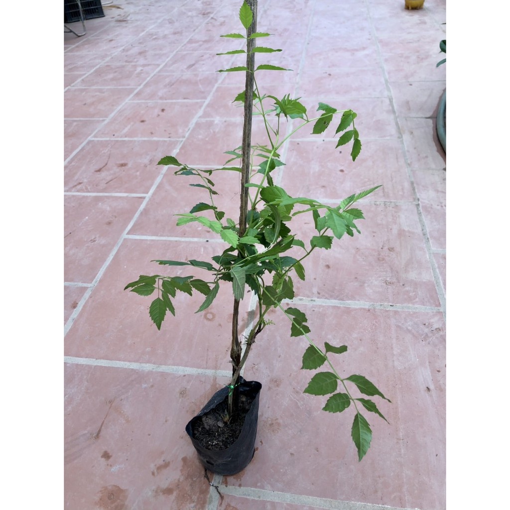 Cây hoa đăng tiêu-Lan tiêu - Thế giới hoa cây cảnh - .