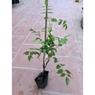 Cây hoa đăng tiêu-Lan tiêu (ảnh thật).