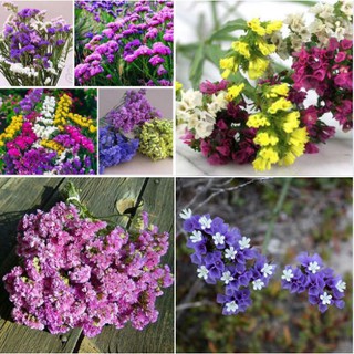 Hạt giống Hoa Salem Mix Màu – 50Hạt