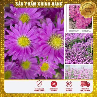 Bộ gói hạt giống Cúc Thạch thảo hồng