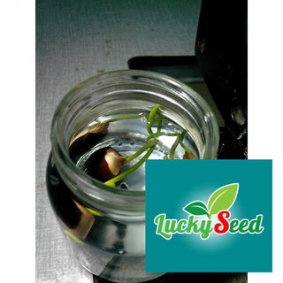 Gói 10 hạt giống sen nhật mini LUCKYSEED