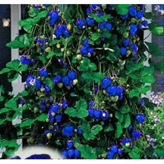 Hạt giống Dâu tây leo xanh