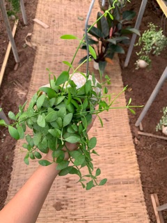 Cây hạt dưa trồng trong con ốc