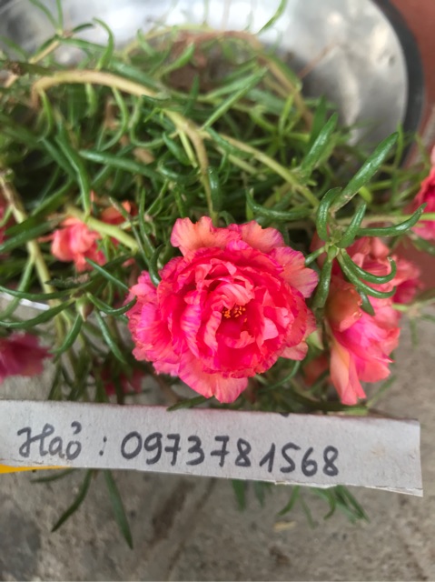 Cành hoa 10h màu mới và sam kép