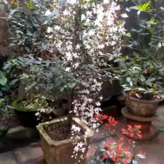 cây dạ ngọc minh châu