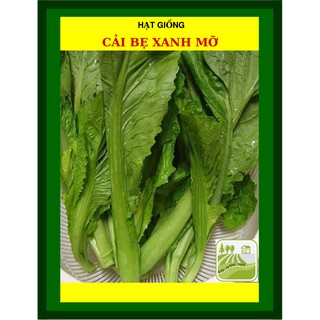 [GIỐNG CHỊU NHIỆT] 50G - Hạt Giống Cải Bẹ Xanh Mỡ