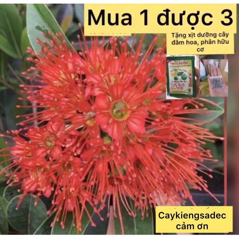 Caykiengsadec cây mai thái cam -  tặng phân bón - trang trí nội thất cảnh quan sân vườn ngoài trời