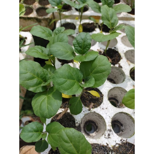 Cây giống Cà tím trái dài