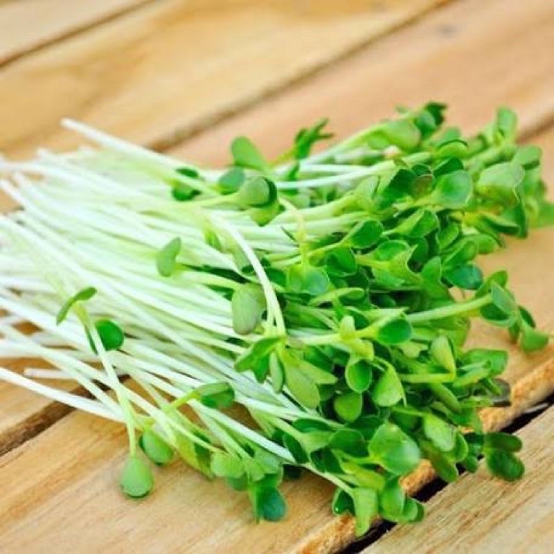 Hạt giống Rau mầm củ cải trắng Gói 50 gram dễ trồng, nhanh thu hoạch, giầu dinh dưỡng- Tỷ lệ này mầm cao