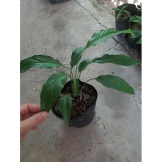 cây lan ý  đang hoa (bạch môn)