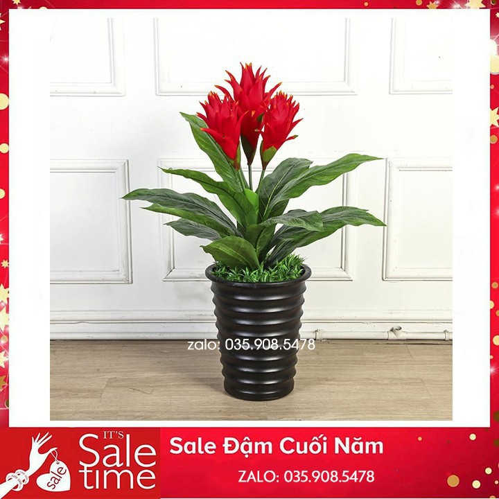 Cây hoa lan dược 3 bông