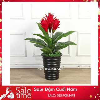 Cây hoa lan dược 3 bông