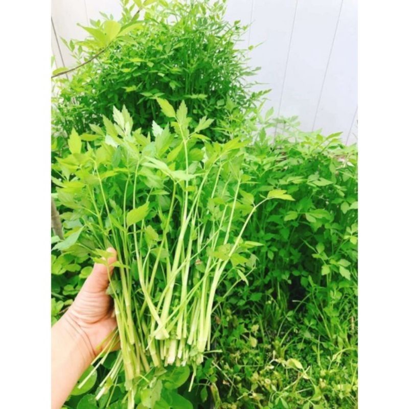 (RẺ VÔ ĐỊCH) CÂY GIỐNG, RAU CẦN NƯỚC:( loại rau xanh cộng mềm) chỉ 12k/bầu..11k/500g rau cần