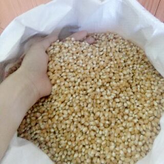 1kg HẠT Bắp Mỹ  làm món bắp rang bơ