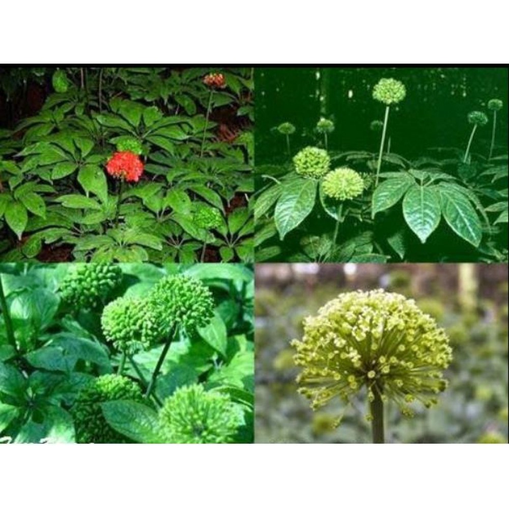 Hoa Tam Thất 500gram