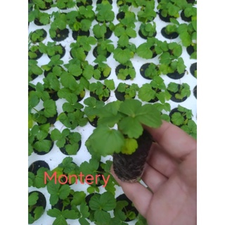 10 cây dâu tây Montery cấy mô