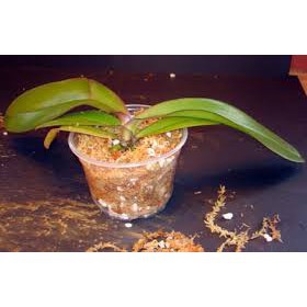 [GIÁ SỐC]   Dớn trắng Chile chất trồng hoa lan 100gr