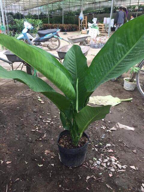 CÂY ĐẠI PHÚ GIA