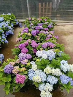 Hoa cẩm tú cầu