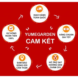 Cây trầu bà mini trồng thủy sinh