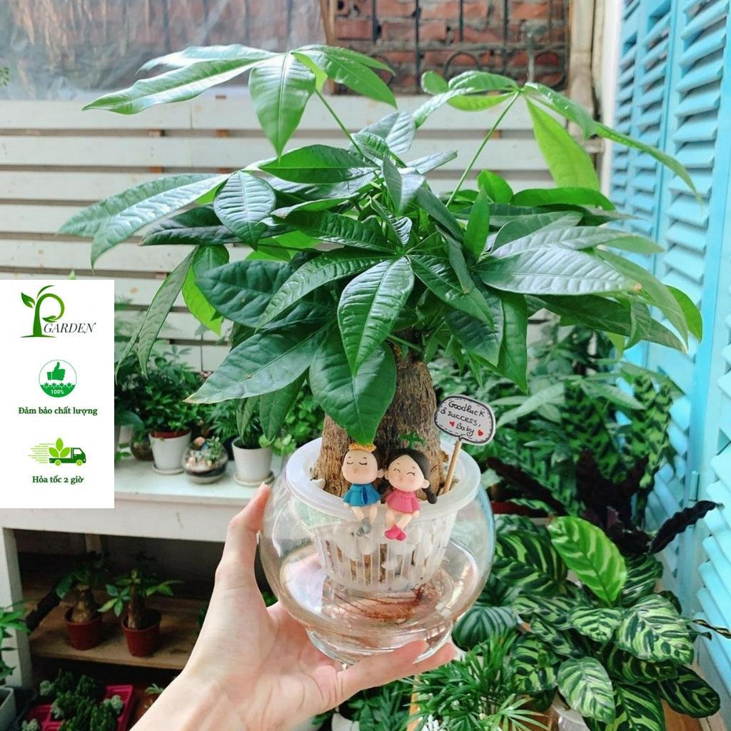 Kim ngân thủy sinh củ to BÌNH THỦY TINH