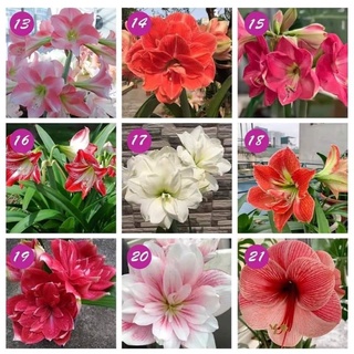 Củ hoa huệ tây cánh kép đủ màu
