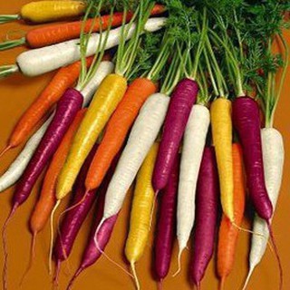 40h hạt giống cà rốt mix màu
