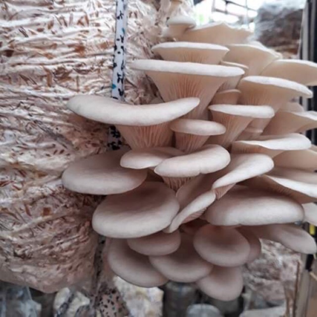 Nấm bào ngư
