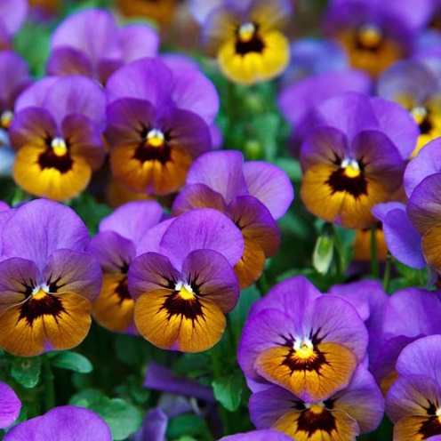 Shop 1K - 20h Hạt Giống Hoa Păng Xê Pansy Mix Màu (C5.304| B21*V74)