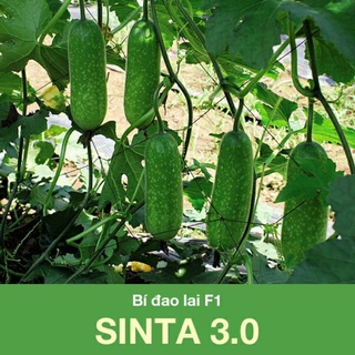 Hạt giống rđ-bí đao sinta 3.0-10k