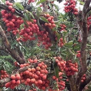 Cây giống Vải không hạt. [ Chuẩn Giống cây Trồng ].