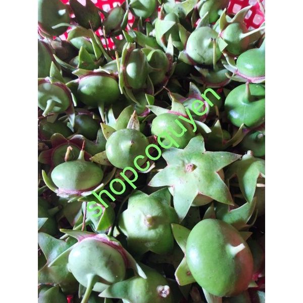 Trái bần non tươi làm thuốc 1 ký