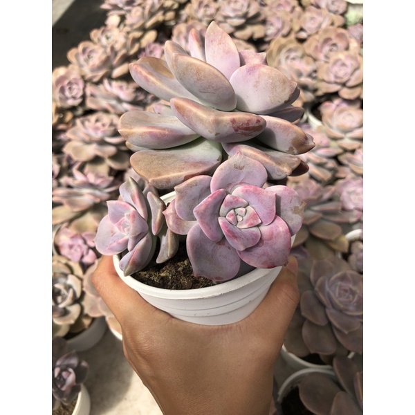 Sen đá Hồng Mập Size Trung 10-12cm Hư 1 Đổi 1