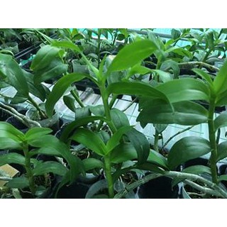[FREESHIP TỪ 50K] ·#B1 Thai chai 500ml