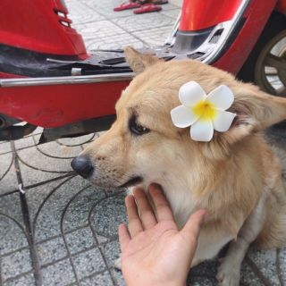 Kẹp hoa sứ hot girl