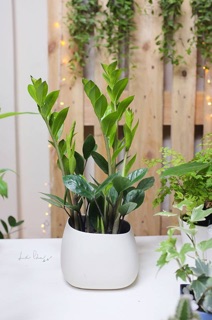 CÂY KIM TIỀN MINI