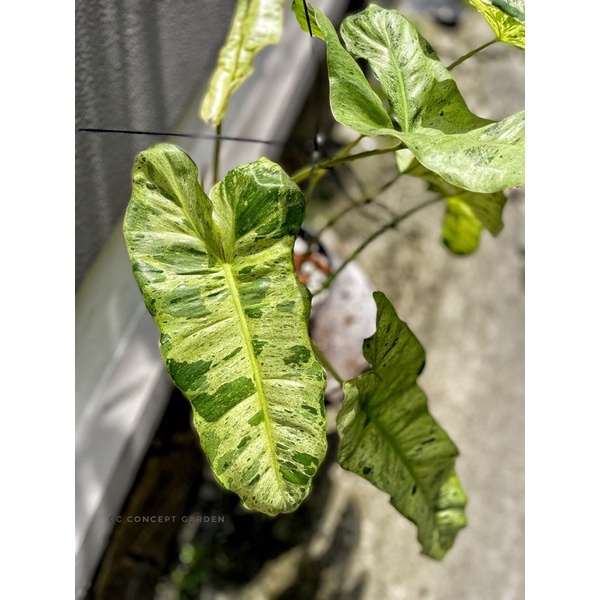 Trầu bà | Philodendron paraiso verde