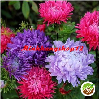 Hạt giống hoa Cúc Đài Loan