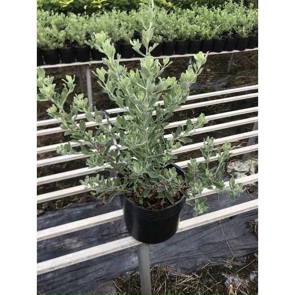 Cây hoa tuyết sơn phi hồ