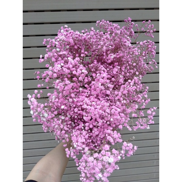 Hoa baby các màu| Ship hoả tốc| Hoa tươi Gifarm