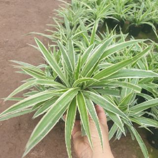 Lan bạch chỉ