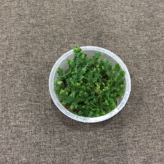 Hộp quyển bá kích thước 6,8cm x3cm