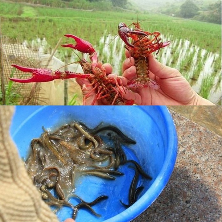 Mồi Bẫy Lươn thả lưới bát quái, dụ tôm cua, cá  (cam kết đổi trả trong 2 tuần đầu)