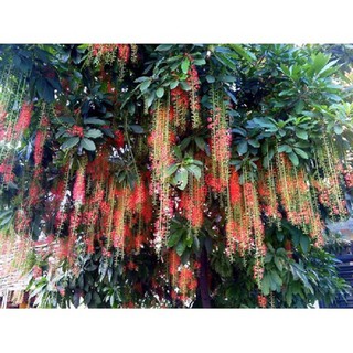 CÂY GIỐNG CÂY LỘC VỪNG-CÂY PHONG THỦY TÀI LỘC - CGCLV