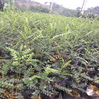 Combo 3 cây giống bồ kết
