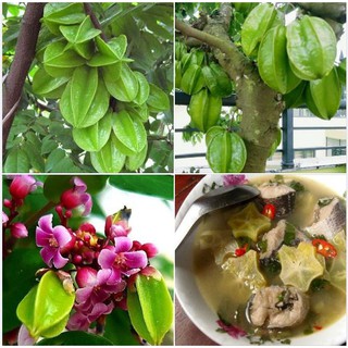 Hạt giống cây khế chua - 5 hạt/gói ( tặng gói kích hạt nảy mầm  )